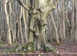 Beech Tree Trunk, Bullpark Wood, nr Didmarton, Gloucestershire 2016 Wallpaper