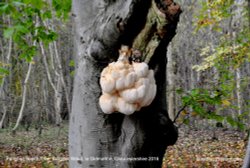 Fungi on Beech Tree Trunk, Bullpark Wood, nr Didmarton, Gloucestershire 2016 Wallpaper