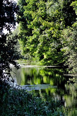 Barnsley Canal