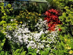 RHS Harlow Carr Gardens Wallpaper