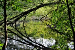 Newmillerdam Country Park Wallpaper