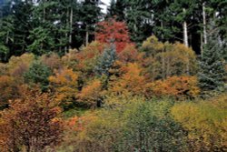 Dalby Forest Wallpaper