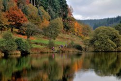 Dalby Forest Wallpaper