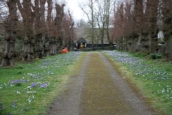 Spring crocuses brighten a dull day in Avebury Wallpaper