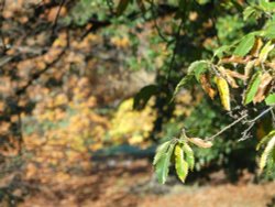 Greenwich Park in Autumn Wallpaper