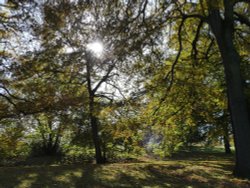 Greenwich Park in Autumn Wallpaper
