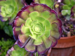 Snowshill Gardens Wallpaper