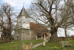 Daffodils in the St. Denys churchyard, Stanford Dingley Wallpaper