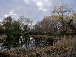 Phyllis Currie Nature Reserve, Great Leighs Wallpaper