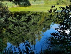 Phyllis Currie Nature Reserve, Great Leighs Wallpaper