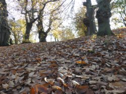 Greenwich Park in Autumn