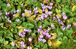 Snowshill Manor Garden Wallpaper