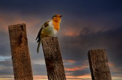 Robin Redbreast - Danby, North Yorkshire Wallpaper