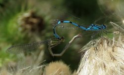 harefield by the canal Wallpaper