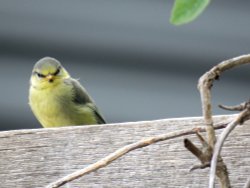 lockdown garden  ..angry bird