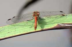 dragon fly Wallpaper