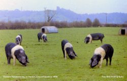 Wessex Saddlebacks, nr Horton, Gloucestershire 1990 Wallpaper