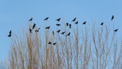 crows Wallpaper
