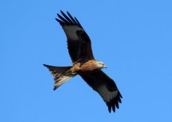red kite Wallpaper