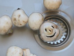 the happy mushroom