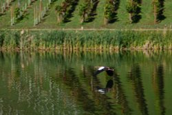 An Egyptian Goose Flying Low Over the Long Lake in Painshill Park Wallpaper