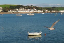 Bideford Sea Rats Wallpaper