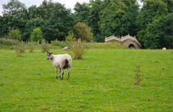 Yew Lookin' at Me, in Worsborough Village Wallpaper