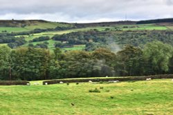 Mist Rising from Trees After Rain at Ewden Wallpaper