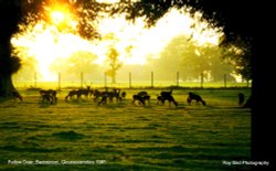 Fallow Deer, Badminton, Gloucestershire 1985 Wallpaper