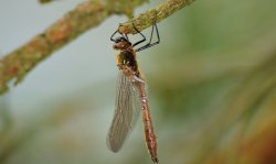 Downy Emerald (Cordulia Aenea) Newly Emerged at Thursley Wallpaper