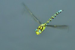 Southern Hawker (Aeshna Cyenea) in Flight at Thursley Common