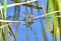 Female Emperor (Anax Imperator) with Reflection, Ovipositing on Littleworth Common