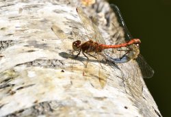 Common Darters (Sympetrum Striotatum) Mating at Whiteley Lake Wallpaper