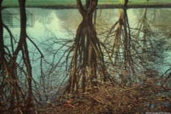 Flooded Eton College Parks Wallpaper