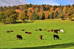 Autumn at Hascombe Hill and the Hascombe Stone Circle Wallpaper
