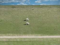 sheep Wallpaper