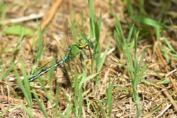 Emperor Dragonfly (Anax Imperator) Male in Whiteley Woods Wallpaper