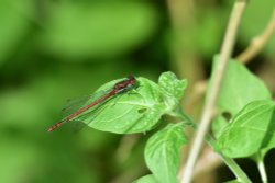Large Red Damselfly (Pyrrhosoma Nymphula) Male Perched on a Leaf in Whiteley Woods Wallpaper