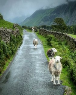 Perfect Traffic Jam    Lake District