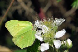 Brimstone Butterfly (Gonepterix Rhamni) Male at Thursley Common Wallpaper