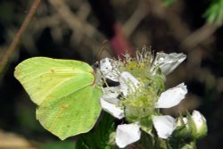 Brimstone Butterfly (Gonepterix Rhamni) Male at Thursley Common Wallpaper