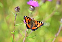 Small Tortoiseshell (Aglais Urticae) at Thursley Common Wallpaper