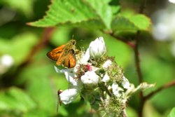 Large Skipper (Ochlodes Sylvanus) Male on a Bramble on Chobham Common Wallpaper