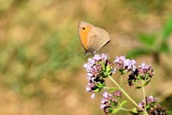 Meadow Brown (Maniola Jurtina) Male on Chobham Common Wallpaper