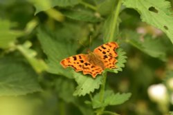 Comma Butterfly (Polygonia c-album) Male in Whiteley Woods Wallpaper