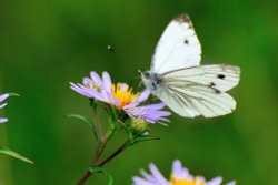 Green-veined White (Pieris Napi) Female in Whiteley Woods Wallpaper