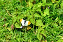 Orange-tip (Anthocharis Cardamines) Male in Whiteley Woods Wallpaper