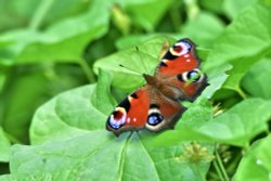 Peacock (Aglais io) Male Sunning Itselfin Whiteley Woods Wallpaper