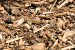 Purple Hairstreak (Favonius Quercus) Female by the Lake in Whiteley Village Wallpaper