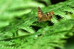 Speckled Wood on a Fern Frond in Whiteley Woods Wallpaper